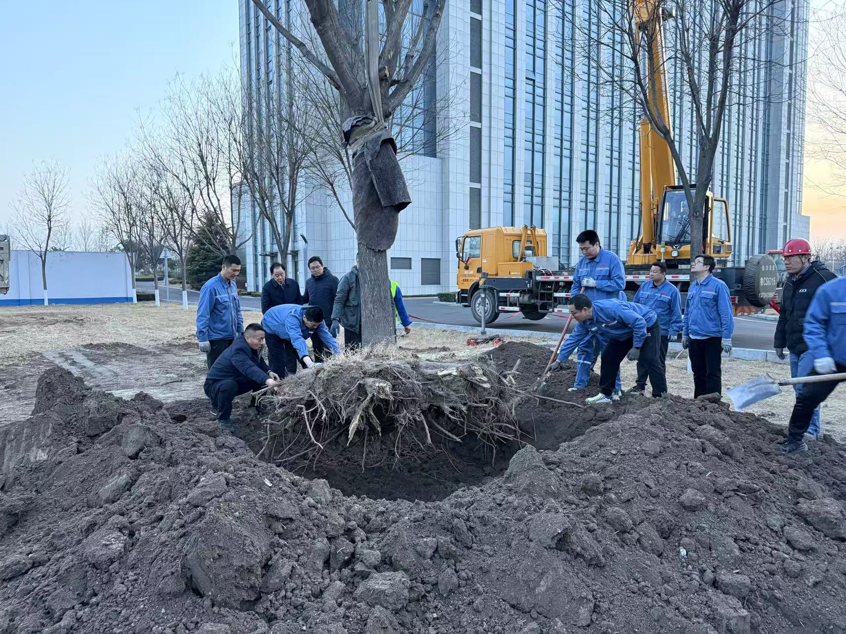 2025年3月1日齐峰干部职工合力栽下新春第一树